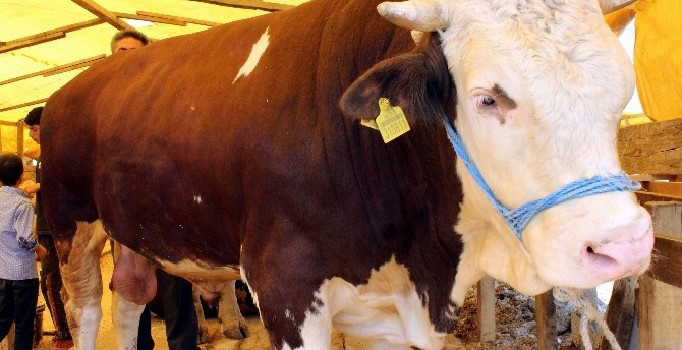 Büyükbaş Kurbanlık Fiyatları 2019 | Kurbanlık dana ne kadar? Büyükbaş kurban dana fiyatı | Dana Ne Kadar